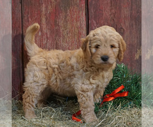 Goldendoodle-Poodle (Miniature) Mix Puppy for sale in CLARK, WI, USA