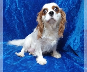 Mother of the Cavalier King Charles Spaniel puppies born on 06/21/2020