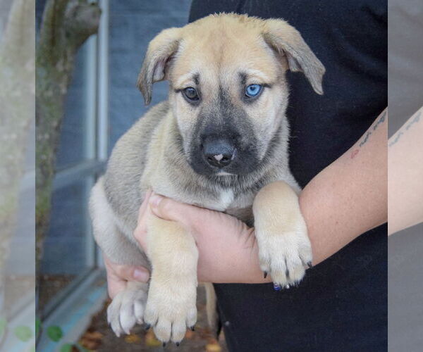 Medium Photo #4 Catahoula Leopard Dog-Labrador Retriever Mix Puppy For Sale in Huntley, IL, USA
