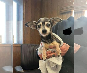 Chihuahua-Unknown Mix Dogs for adoption in Princeton, MN, USA