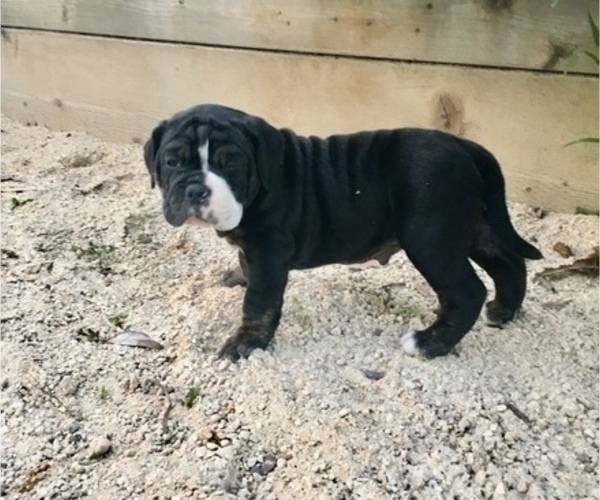 Medium Photo #12 Olde English Bulldogge Puppy For Sale in POWAY, CA, USA