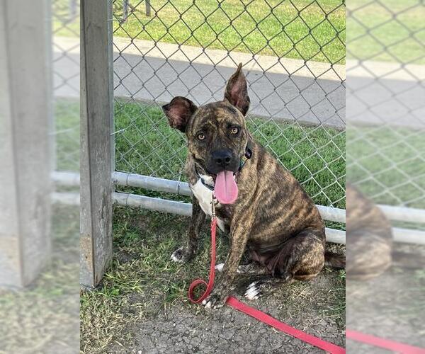 Medium Photo #2 - Mix Puppy For Sale in Corpus Christi, TX, USA