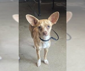 Chihuahua Dogs for adoption in San Antonio, TX, USA