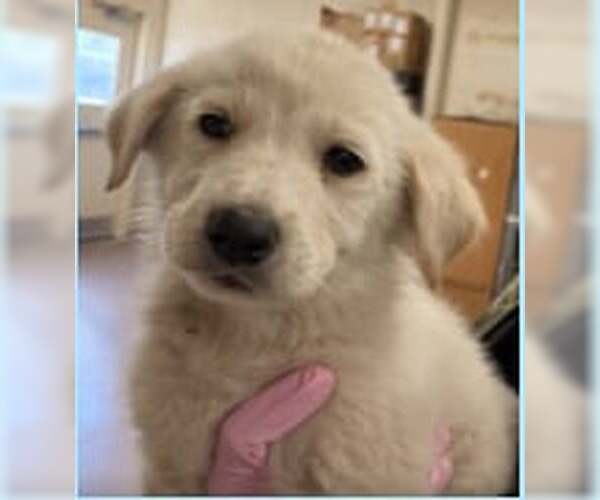 Medium Photo #9 Great Pyrenees-Unknown Mix Puppy For Sale in Croydon, NH, USA
