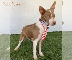 Australian Kelpie-Chihuahua Mix Dogs for adoption in San Diego, CA, USA
