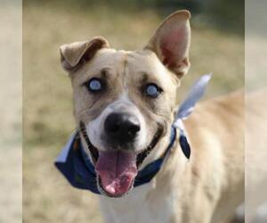 American Staffordshire Terrier Dogs for adoption in San Antonio, TX, USA