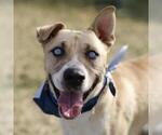 Small American Staffordshire Terrier