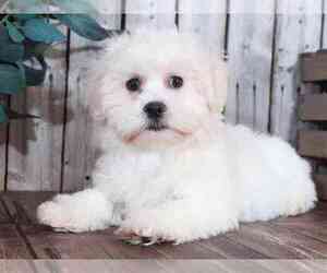 Zuchon Puppy for sale in MOUNT VERNON, OH, USA