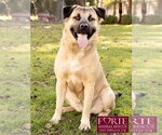Small Photo #3 Akita-American Staffordshire Terrier Mix Puppy For Sale in Marina del Rey, CA, USA