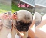 Small Photo #2 Pug Puppy For Sale in CADIZ, OH, USA