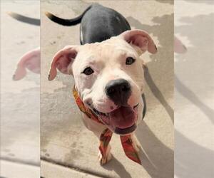 Mutt Dogs for adoption in Tulsa, OK, USA