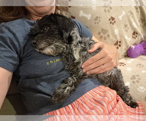 Medium Photo #3 ShiChi Puppy For Sale in Holly Springs, NC, USA