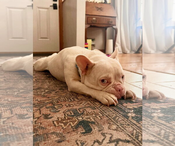 Medium Photo #4 French Bulldog Puppy For Sale in St. Louis Park, MN, USA