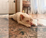 Small #3 French Bulldog