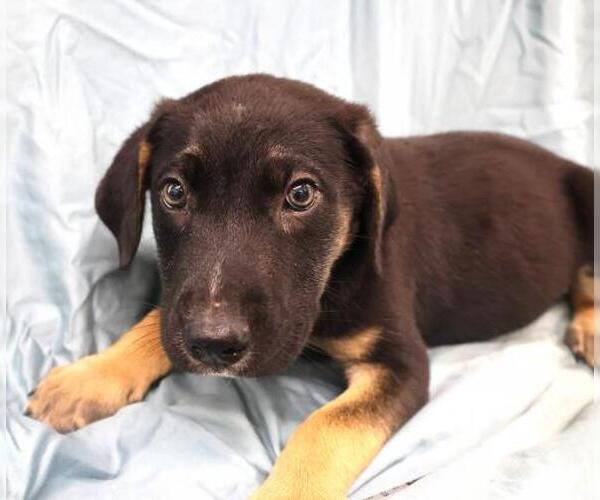 Medium Photo #1 Mutt Puppy For Sale in Thief River Falls, MN, USA