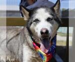 Small Siberian Husky Mix