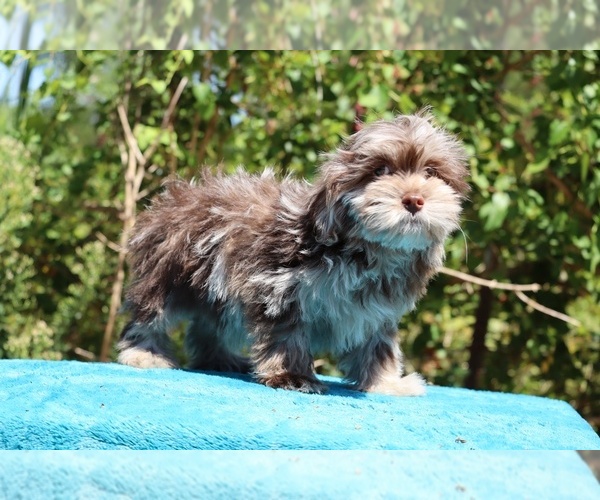 Medium Photo #32 ShihPoo Puppy For Sale in DYERSBURG, TN, USA