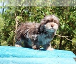 Small #31 ShihPoo