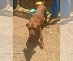 Small Photo #12 America Bandogge Mastiff-Mastiff Mix Puppy For Sale in FORT GARLAND, CO, USA