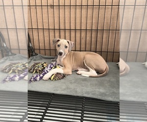 Italian Greyhound Puppy for sale in LAS VEGAS, NV, USA