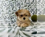 Small #2 Shorkie Tzu