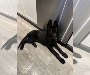 German Shepherd Dog Puppy for sale in CLAYTON, MO, USA
