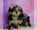 Small Photo #11 Yorkipoo Puppy For Sale in WARSAW, IN, USA