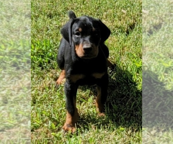 Medium Photo #2 Doberman Pinscher Puppy For Sale in BRIDGEPORT, TX, USA