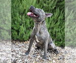 Small #3 American Staffordshire Terrier