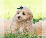 Small #2 Maltipoo (Toy)