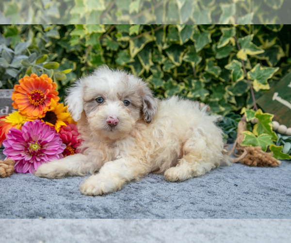 Medium Photo #2 Poodle (Miniature) Puppy For Sale in SHILOH, OH, USA
