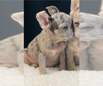 Small #1 French Bulldog