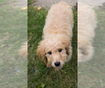 Small Photo #2 Goldendoodle Puppy For Sale in BAY VIEW, WI, USA