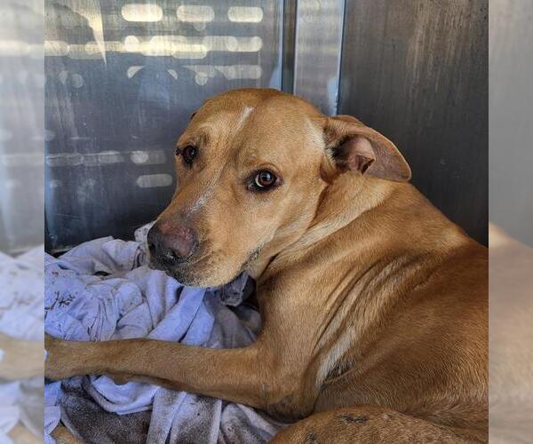 Medium Photo #1 American Staffordshire Terrier Puppy For Sale in San Antonio, TX, USA