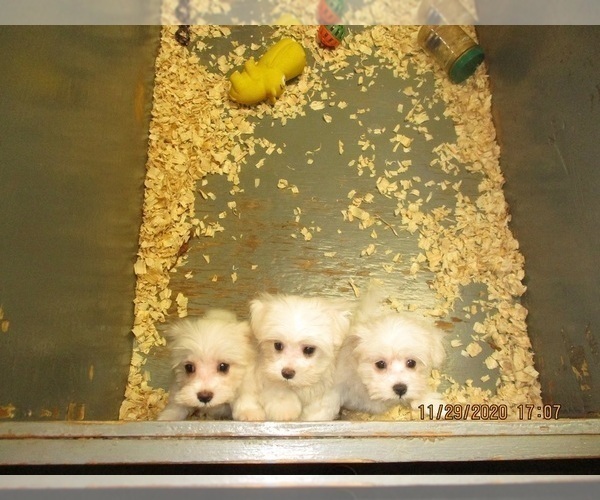 Medium Photo #4 Maltese Puppy For Sale in CARROLLTON, GA, USA