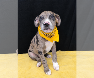 Border Collie-Catahoula Leopard Dog Mix Dogs for adoption in Mt. Laurel, NJ, USA