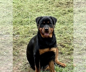 Mother of the Rottweiler puppies born on 05/23/2022