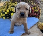 Small #3 Labrador Retriever