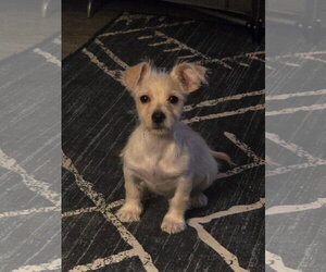 Woodrow - Male Mutt Dog for Adoption - Photo #2