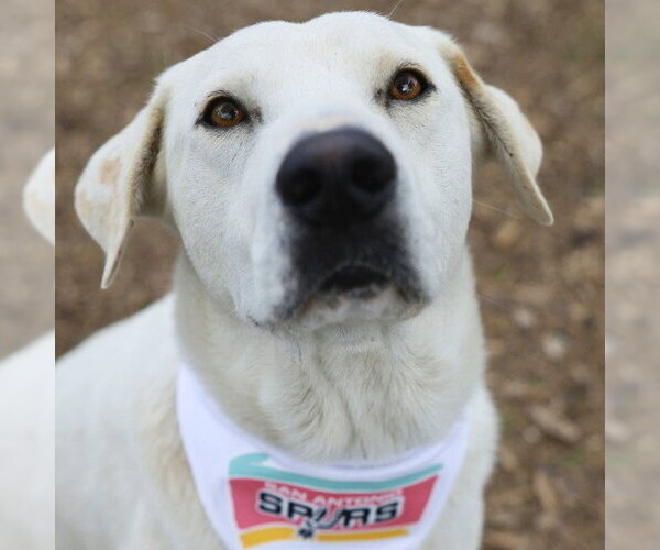 Medium Photo #1 Labrador Retriever-Unknown Mix Puppy For Sale in San Antonio, TX, USA
