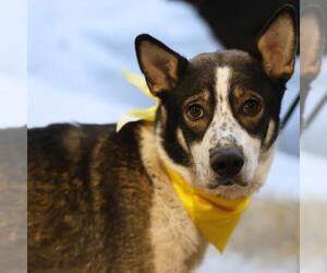 Siberian Husky-Unknown Mix Dogs for adoption in San Antonio, TX, USA
