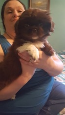 Medium Pekingese