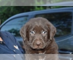 Small Photo #2 Shepradors Puppy For Sale in RIVERDALE, MD, USA