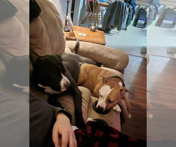 Medium Photo #3 American Pit Bull Terrier Puppy For Sale in Virginia Beach, VA, USA