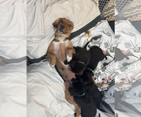 Medium Photo #4 Labbe Puppy For Sale in Wheaton, IL, USA