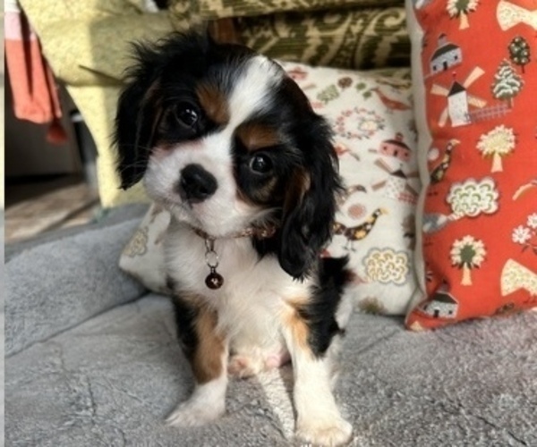 Medium Photo #1 Cavalier King Charles Spaniel Puppy For Sale in LAWRENCE, MI, USA
