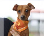 Small Chihuahua Mix