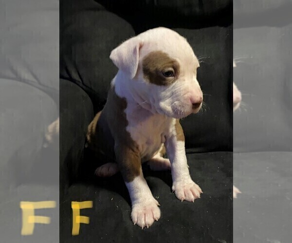 Medium Photo #1 American Pit Bull Terrier Puppy For Sale in ELMA, WA, USA