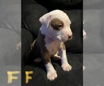 Small Photo #1 American Pit Bull Terrier Puppy For Sale in ELMA, WA, USA