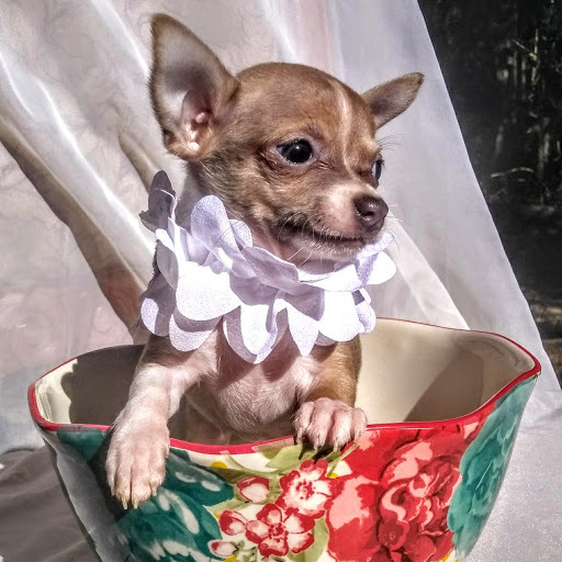 Medium Photo #1 Chihuahua Puppy For Sale in MOUNT DORA, FL, USA